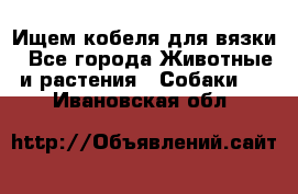 Ищем кобеля для вязки - Все города Животные и растения » Собаки   . Ивановская обл.